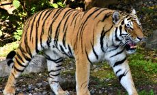 Жертва тигра умирала два дня: в Хабаровском крае снова бесчинствуют хищники