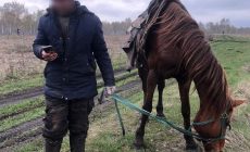 Южноуралец ушел искать табун лошадей и потерялся сам